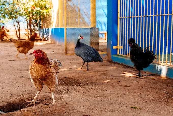 Aves e animais convivendo no quintal da escola